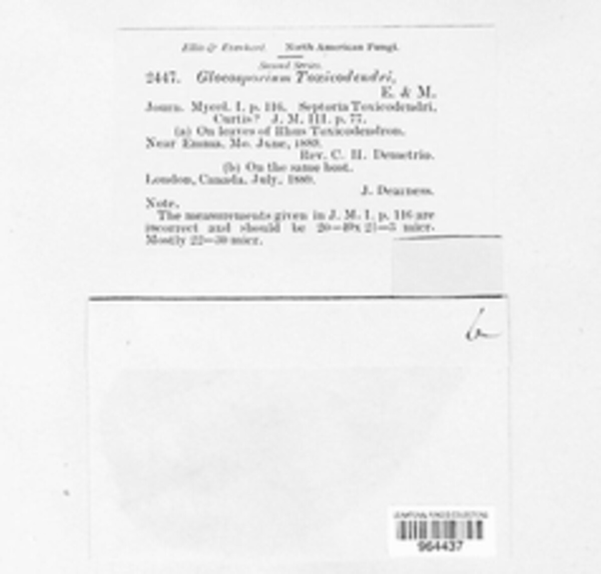 Marssonina toxicodendri image